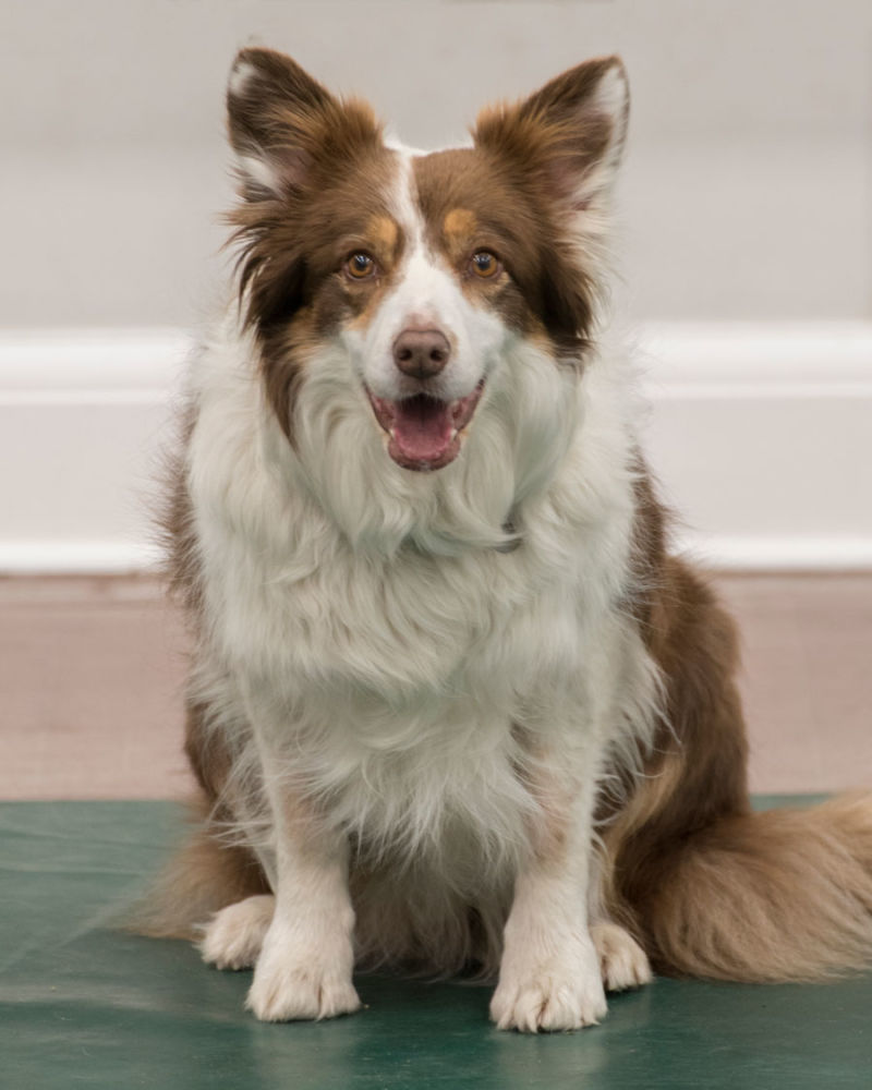 Central Essex Dog Training Society Dog training for obedience, showing and competition